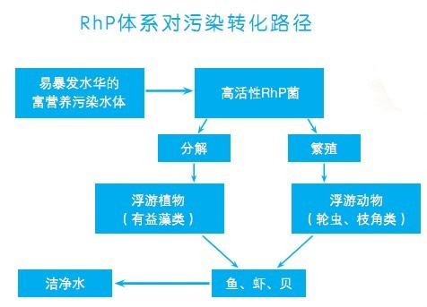 RhP生物技術(shù)轉化路徑