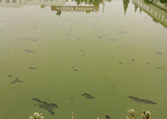 南京市上海鐵路局橋工段大院魚(yú)塘藍藻爆發(fā)治理項目