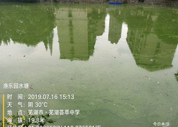 蕪湖薈萃中學(xué)校內水塘藍藻治理