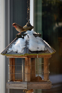 House Finch on Bird Feeder