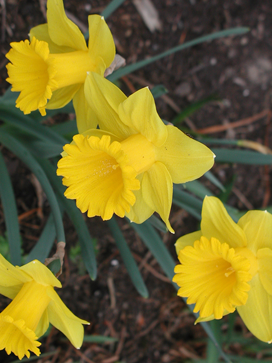 A trio of daffodils