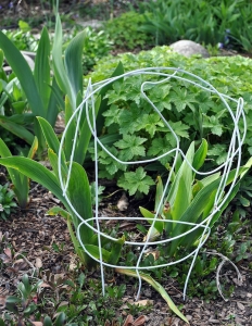 Wire garden art protecting irises
