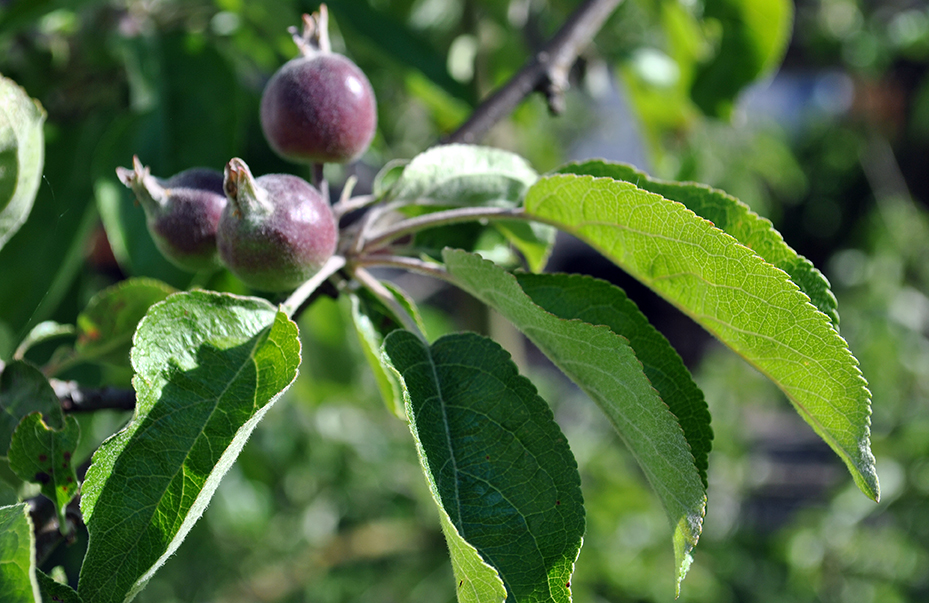 Baby apples on the tree.