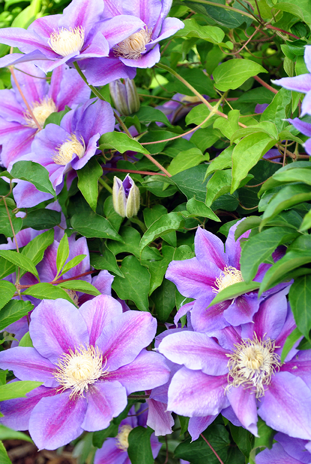 Two-tone purple clematis