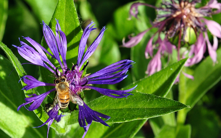 Honeybee on Mountain Bluet