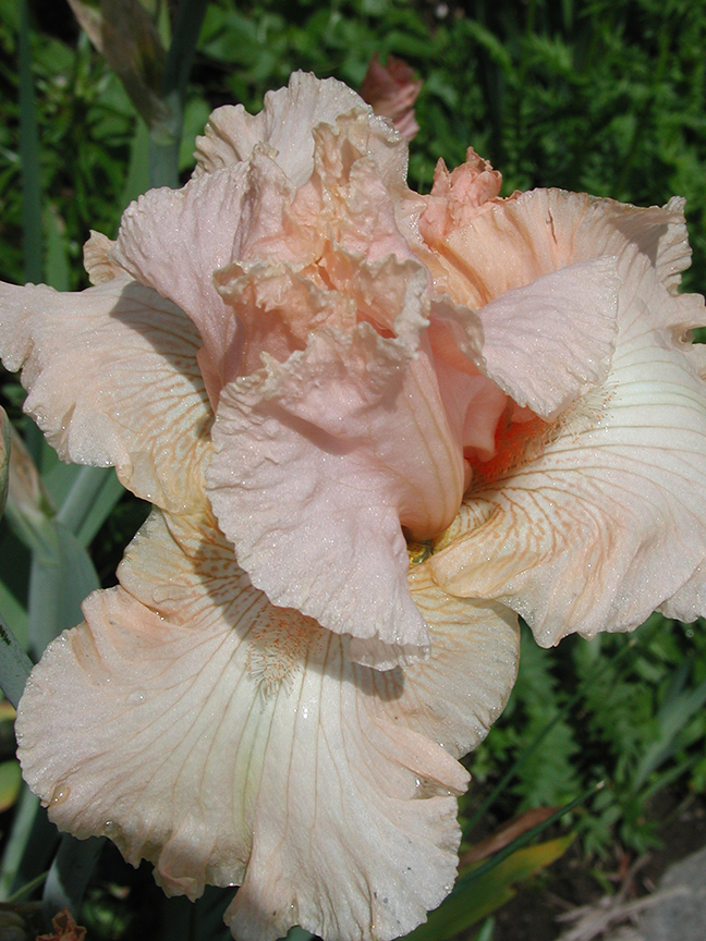 Peach-colored Iris