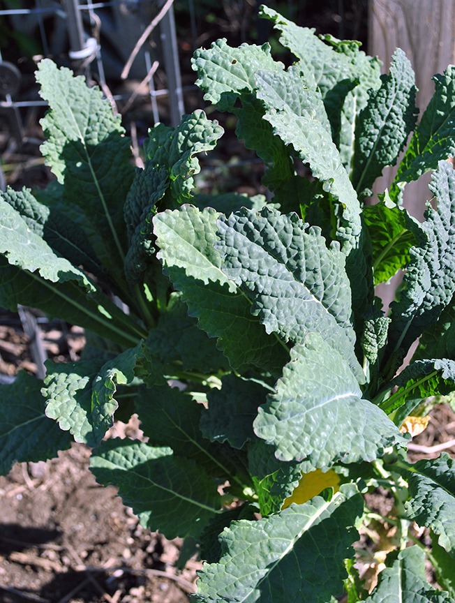 overwintered kale