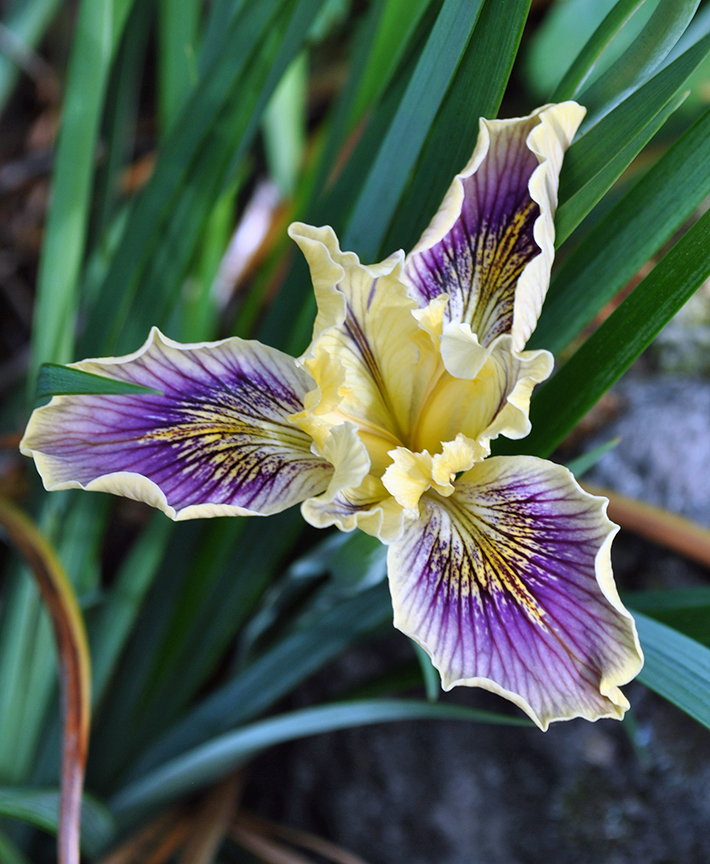 purple and yellow native iris