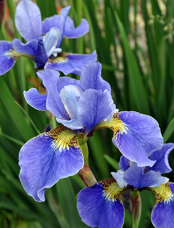 blue Siberian iris