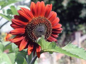 Prado Red Sunflower