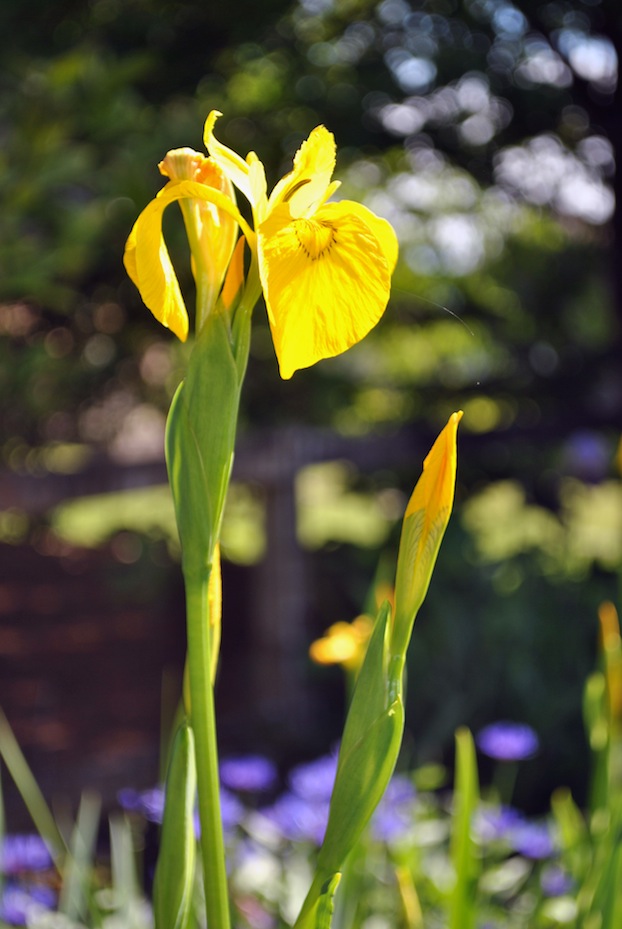 Tall yellow iris
