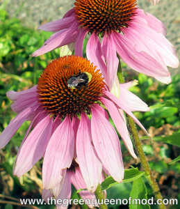 Native bumblebee on cone flower