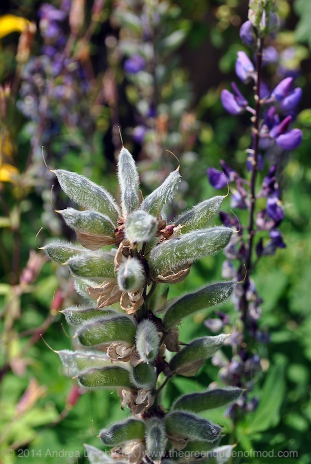 Lupine seed pods alongside blossoms