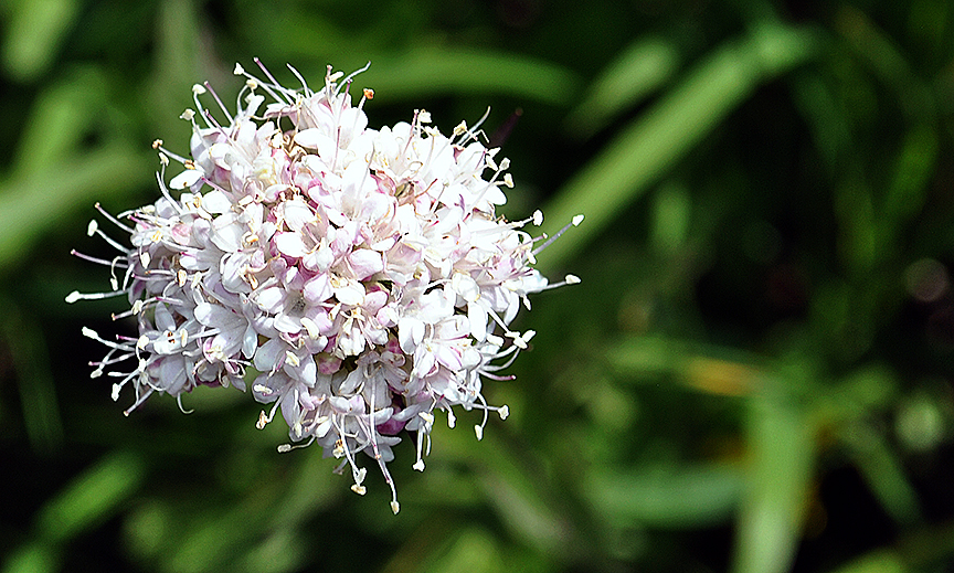 A cluster of valerian blossoms