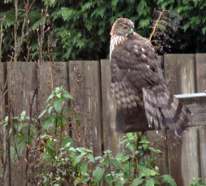 Hawk in garden