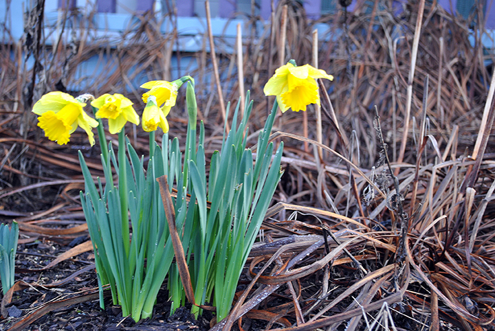early daffodils 